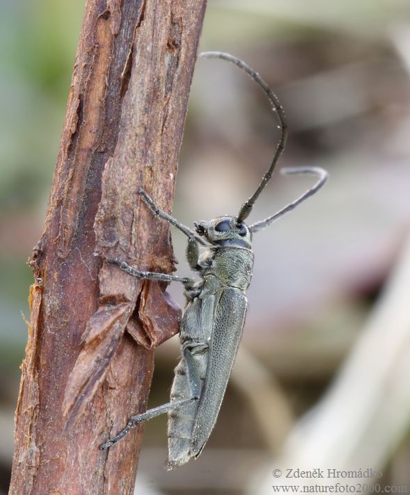 kozlíček kovolesklý, Opsilia coerulescens, Cerambycidae, Phytoecia (Brouci, Coleoptera)